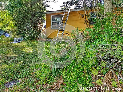 The brush crewâ–ªclearing overgrowth of branches and leaves Stock Photo